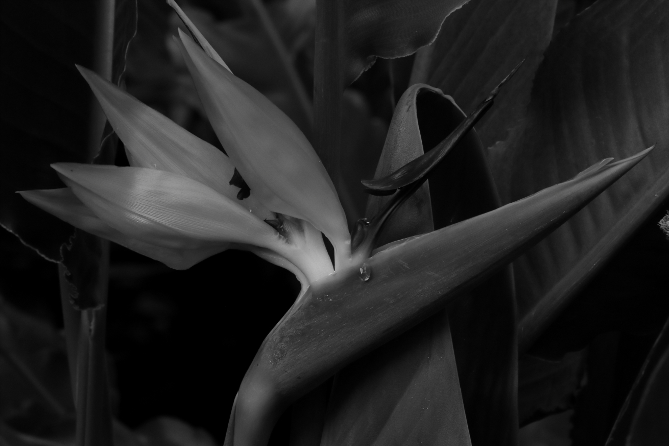 2015 09 02 HTP 05521ebw